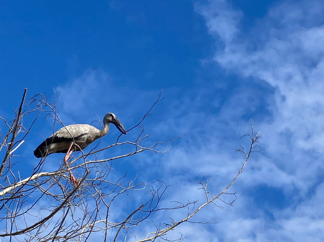 Yala Wild Cat Safari-Thanamalwila必去景点