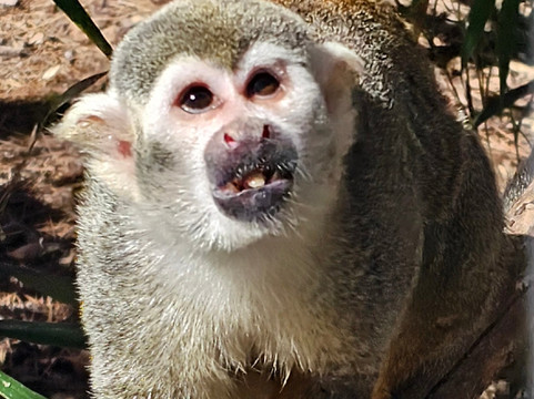 Jungle Friends Primate Sanctuary-盖恩斯维尔必去景点