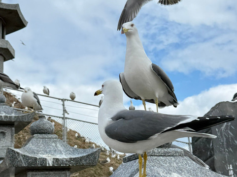 Kabushima Shrine-八户市必去景点
