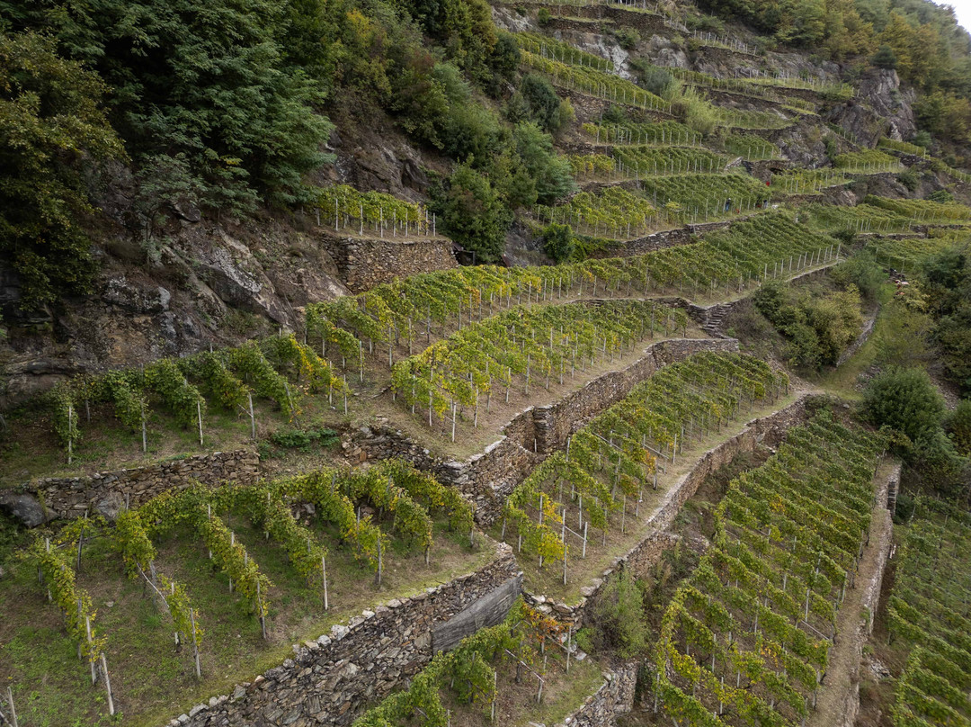 Cooperativa Agricola Triasso Sassella