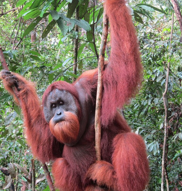 Sumatra Orangutan Tours-武吉拉旺必去景点