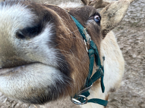 Rentieralm-Niederhausen必去景点