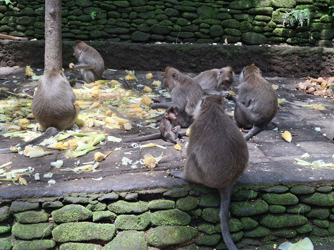 Bali Wayan - Bali Explore Tours-金巴兰必去景点