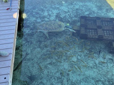Florida Oceanographic Coastal Center-斯图尔特必去景点