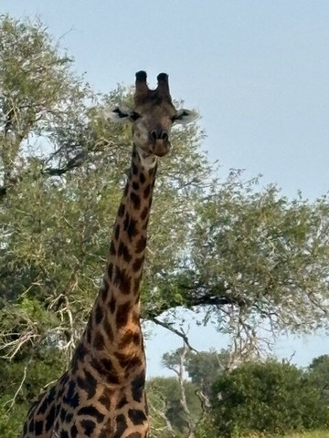 Wild Things Africa-开普敦中心区必去景点