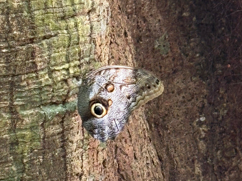 La Perla del Sur Adventures-Sierpe必去景点