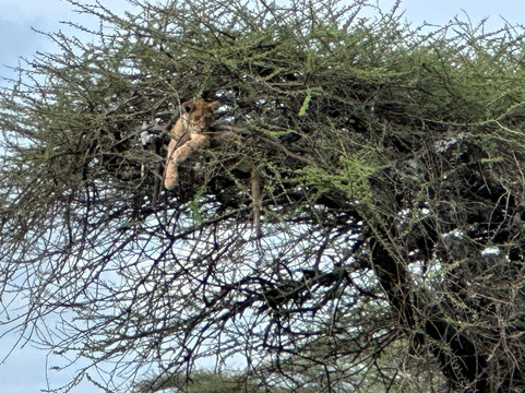 Lion King Adventures-阿鲁沙必去景点