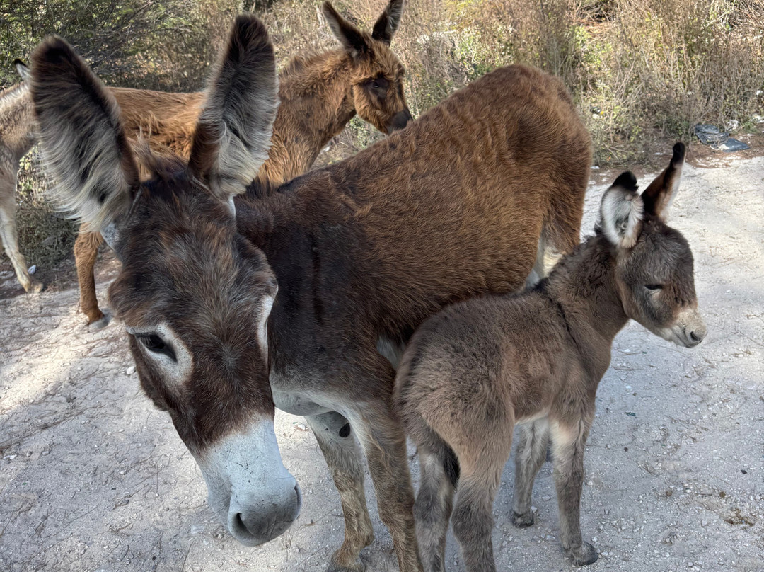 Grand Turk Lighthouse-Cockburn Town必去景点