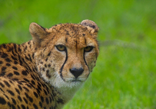 Africa Alive-Kessingland必去景点