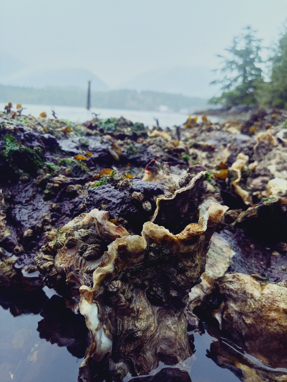 水边岸上套房酒店-官方