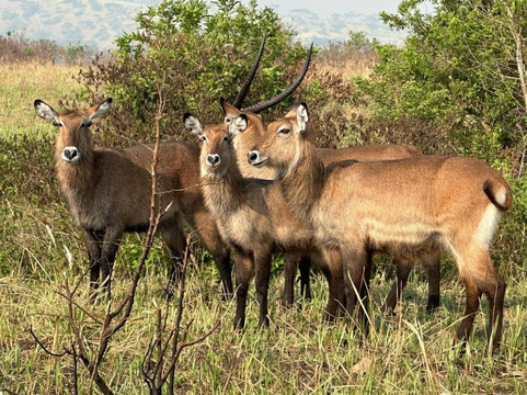 Trevor Tour Safaris Africa-坎帕拉必去景点