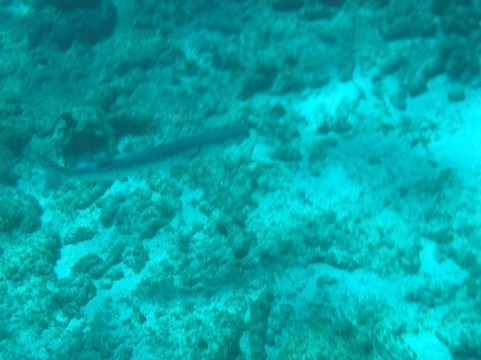 Big Beard's Adventure Tours-Christiansted必去景点