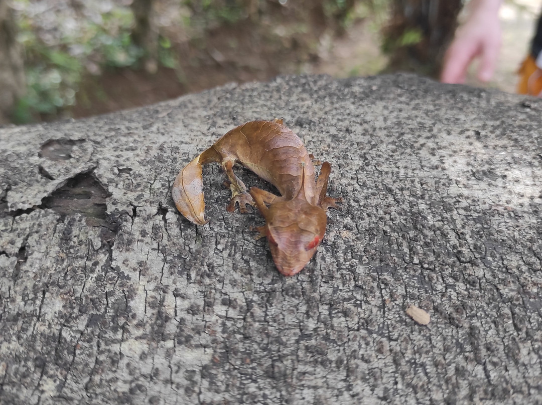Madagascar Ideal Adventures-安齐拉贝必去景点