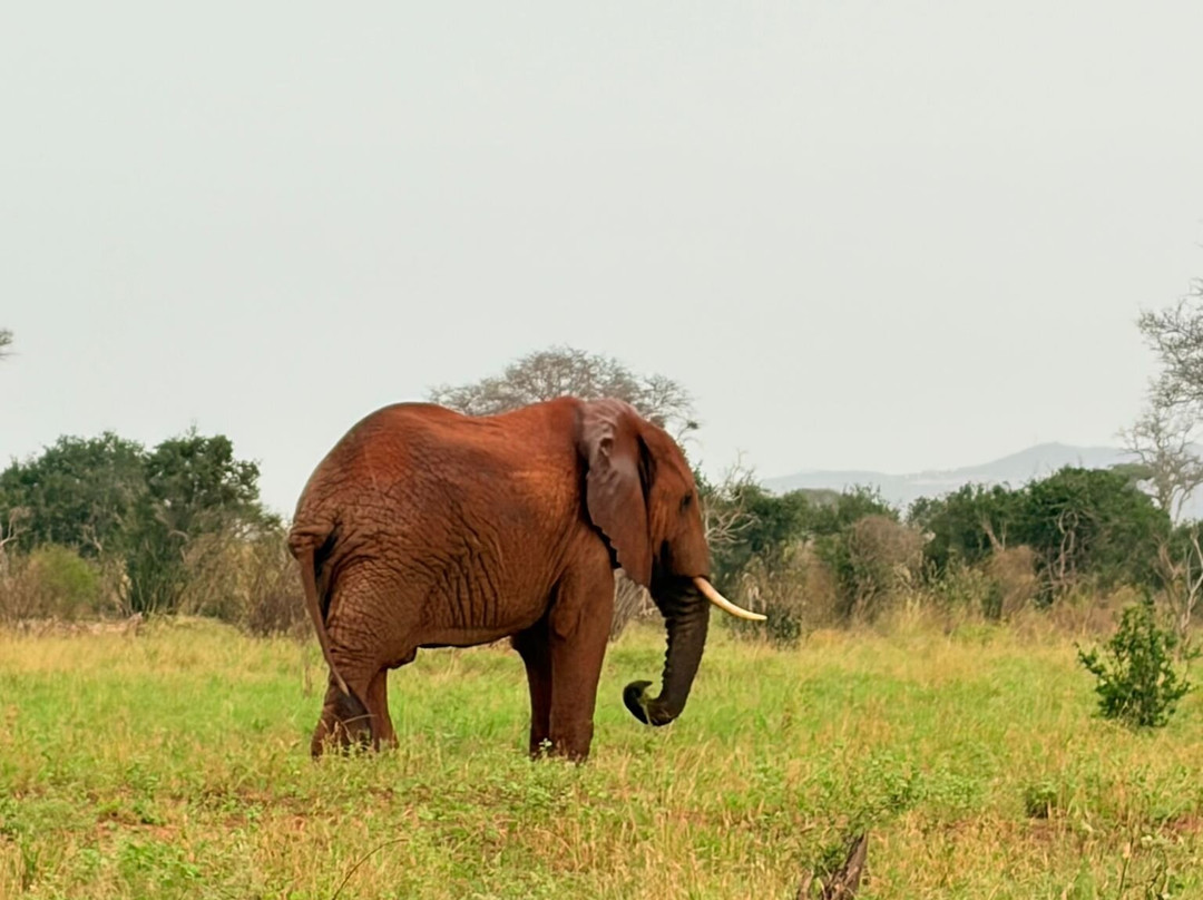 Tsavo East National Park-查佛必去景点