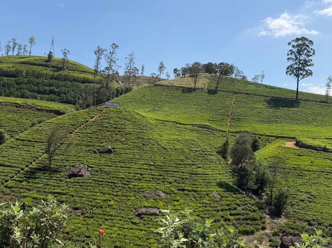 Nuwaraeliya Luxury Tours-奴娃拉伊利雅必去景点