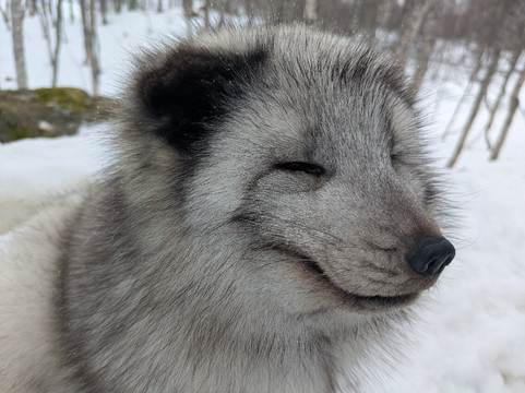 北极公园-Bardu Municipality必去景点