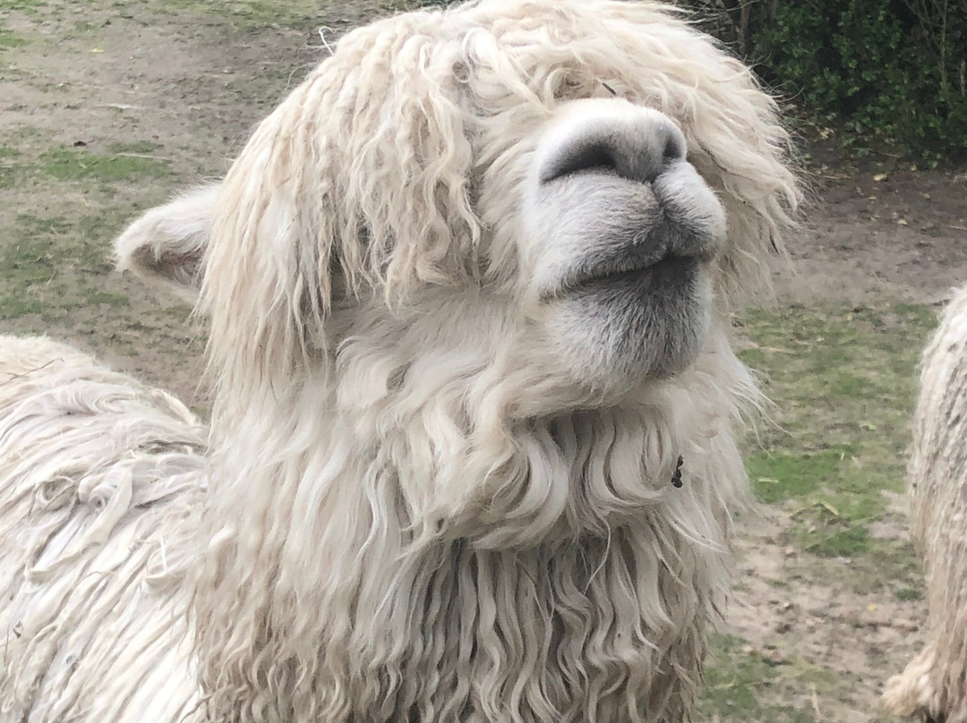 Glad Zoo-Lintrup必去景点