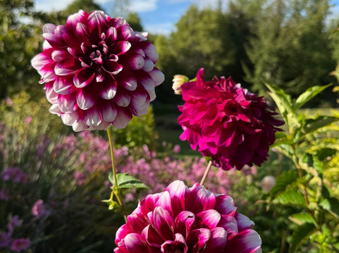 瓦纳卡薰衣草农场-瓦纳卡必去景点