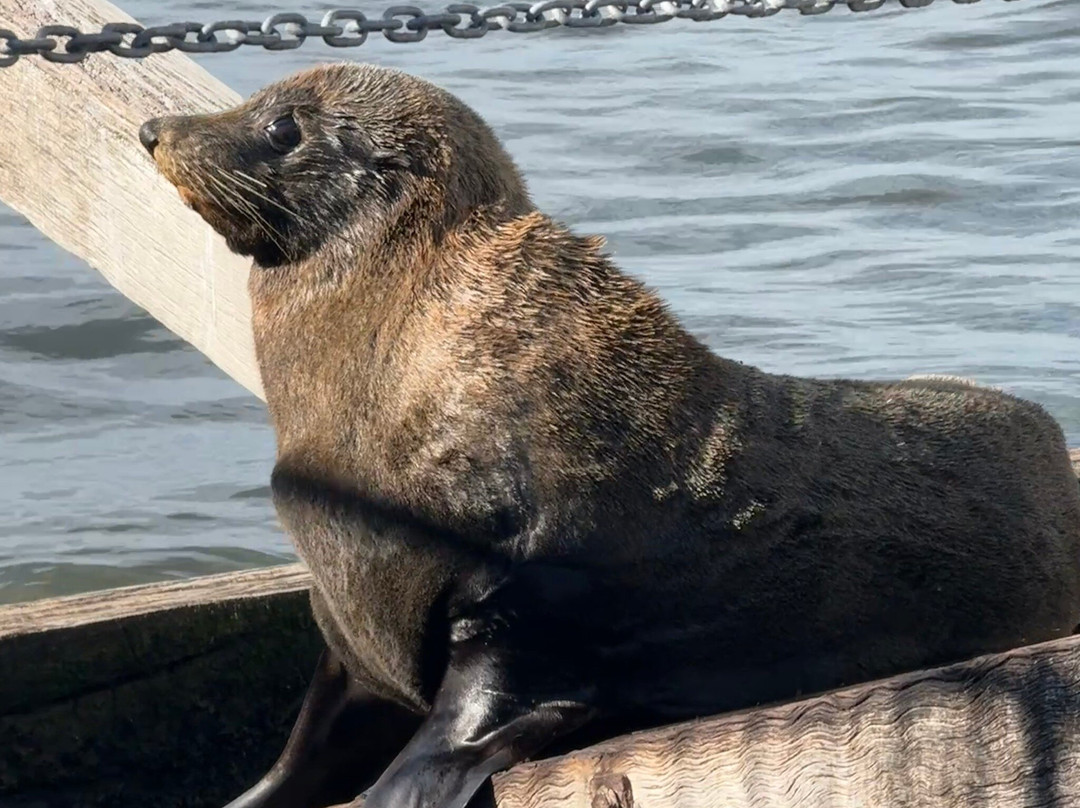 Spirit of the Coorong Cruises-Goolwa必去景点
