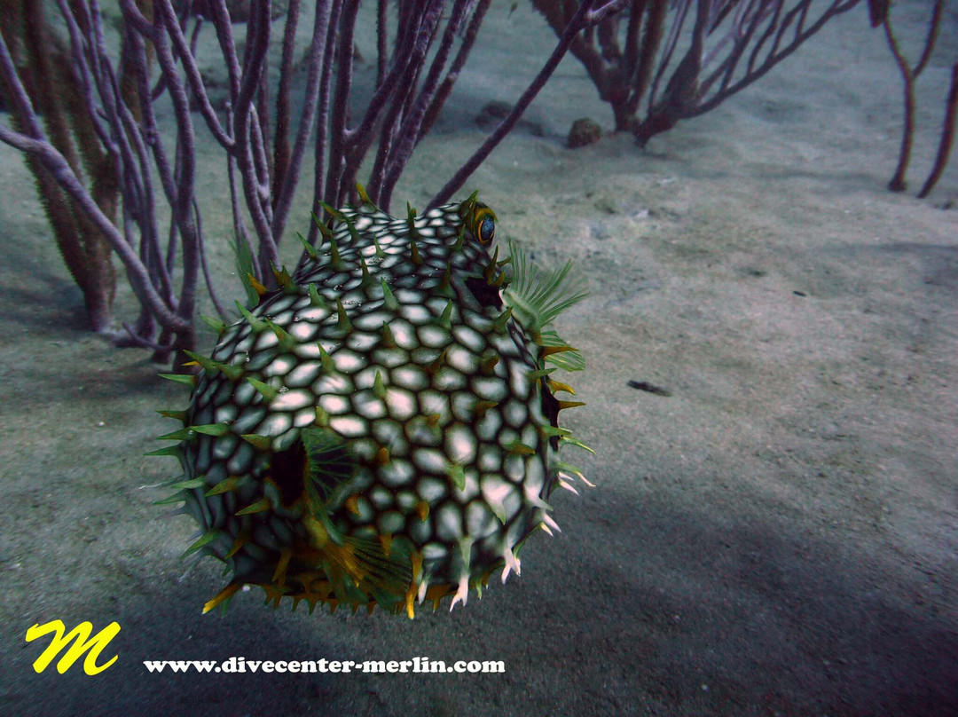 Divecenter Merlin-苏莎亚必去景点