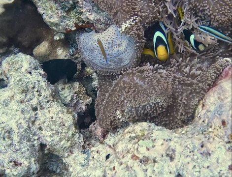 Euro-Divers LUX South Ari Atoll-南阿里环礁必去景点