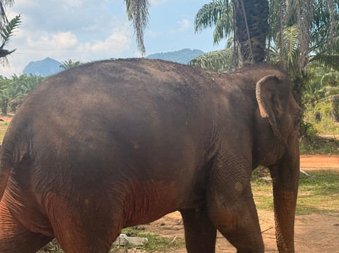 Following Giants - Krabi-Khlong Hin必去景点