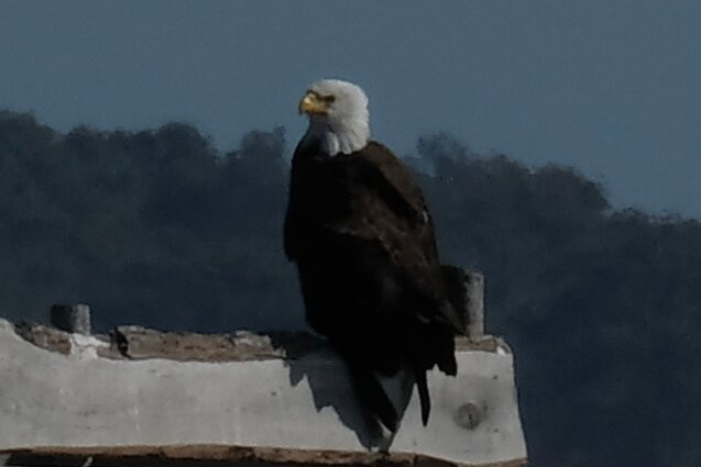 Captain Dan's Around the Island Tours-钦科蒂格岛必去景点