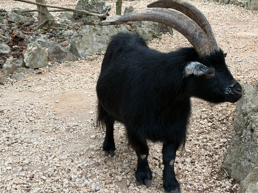 Akumal Monkey Sanctuary & Rescued Animals-艾库玛尔必去景点