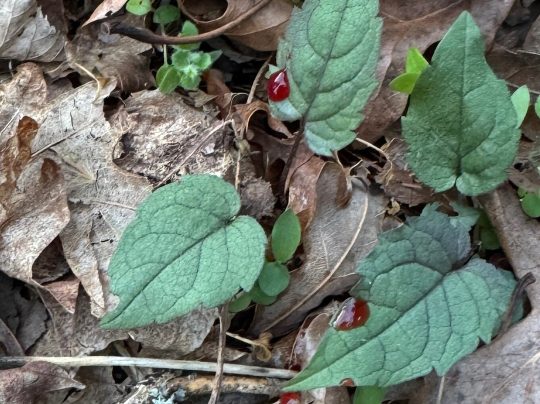 Cherokee Ruby & Sapphire Mine-Franklin必去景点