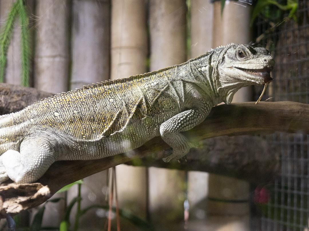 Plantasia Tropical Zoo-斯温西必去景点