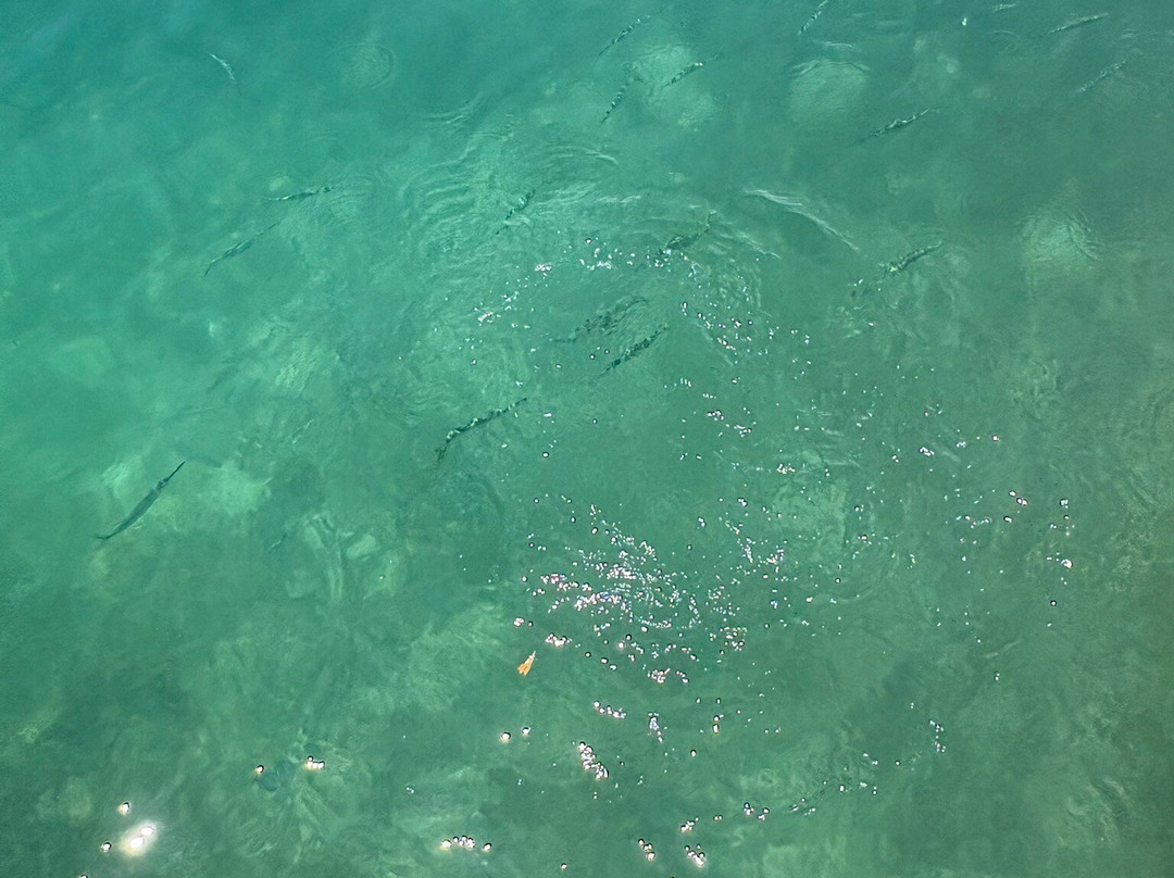 Wadadli Cats-安提瓜必去景点