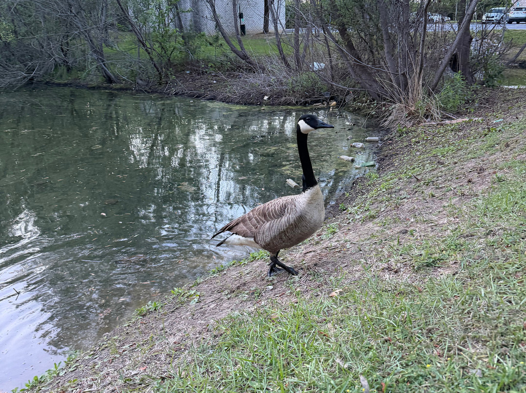 西阿什利查尔斯顿希尔顿惠庭酒店主图