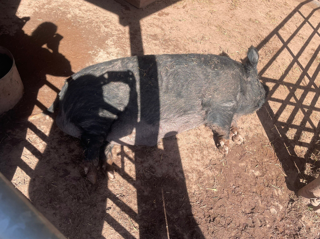 Greenmeadow Community Farm-Cwmbran必去景点