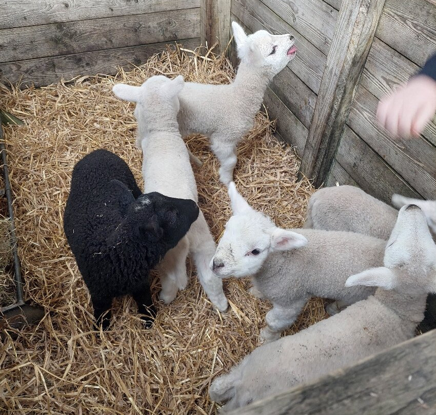 Kilmacolm Farm Tours-Cairncurran必去景点