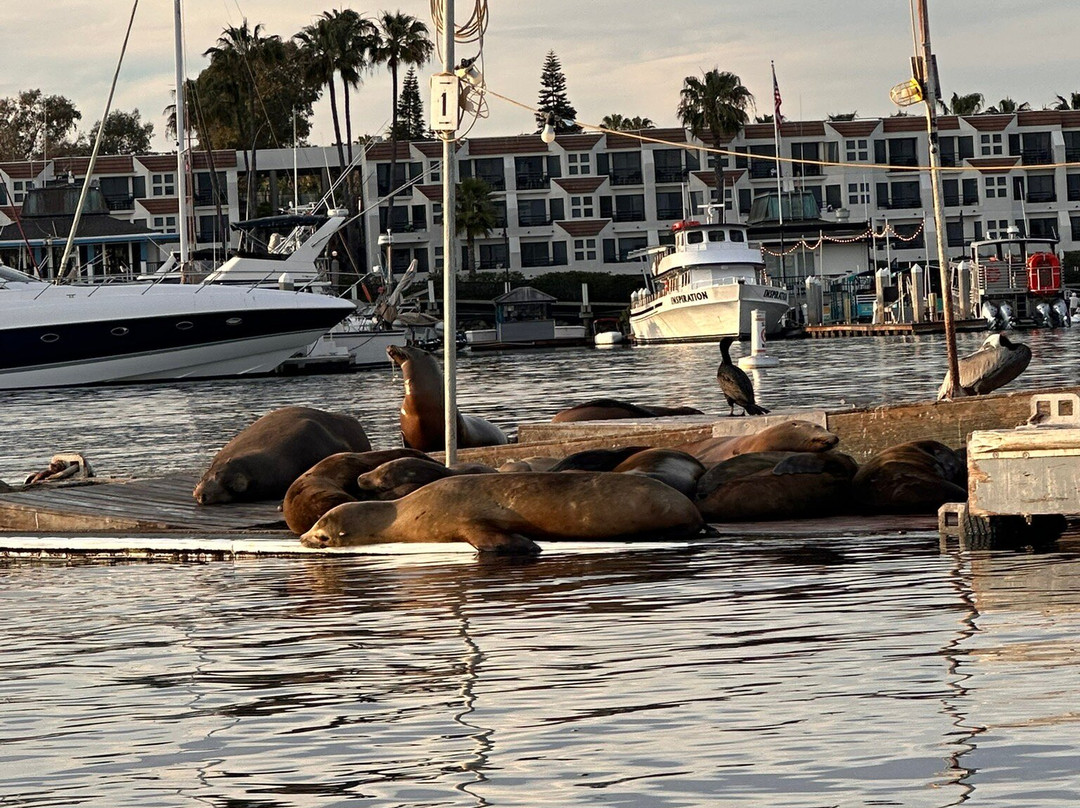 San Diego Electric Boat Rentals-圣地亚哥必去景点