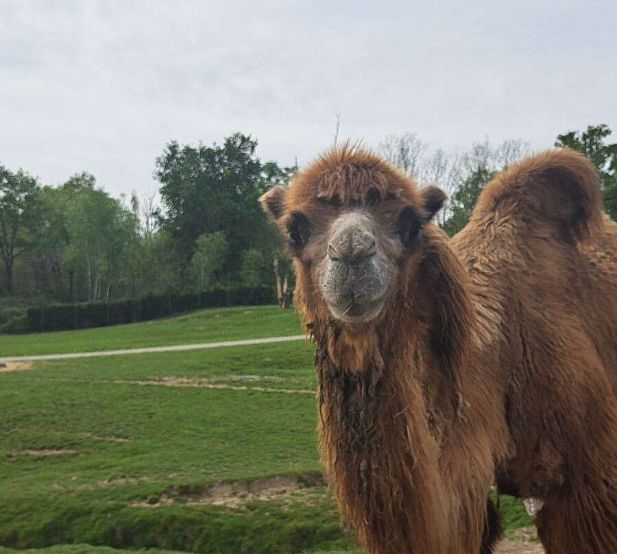 Safari Park-Pombia必去景点