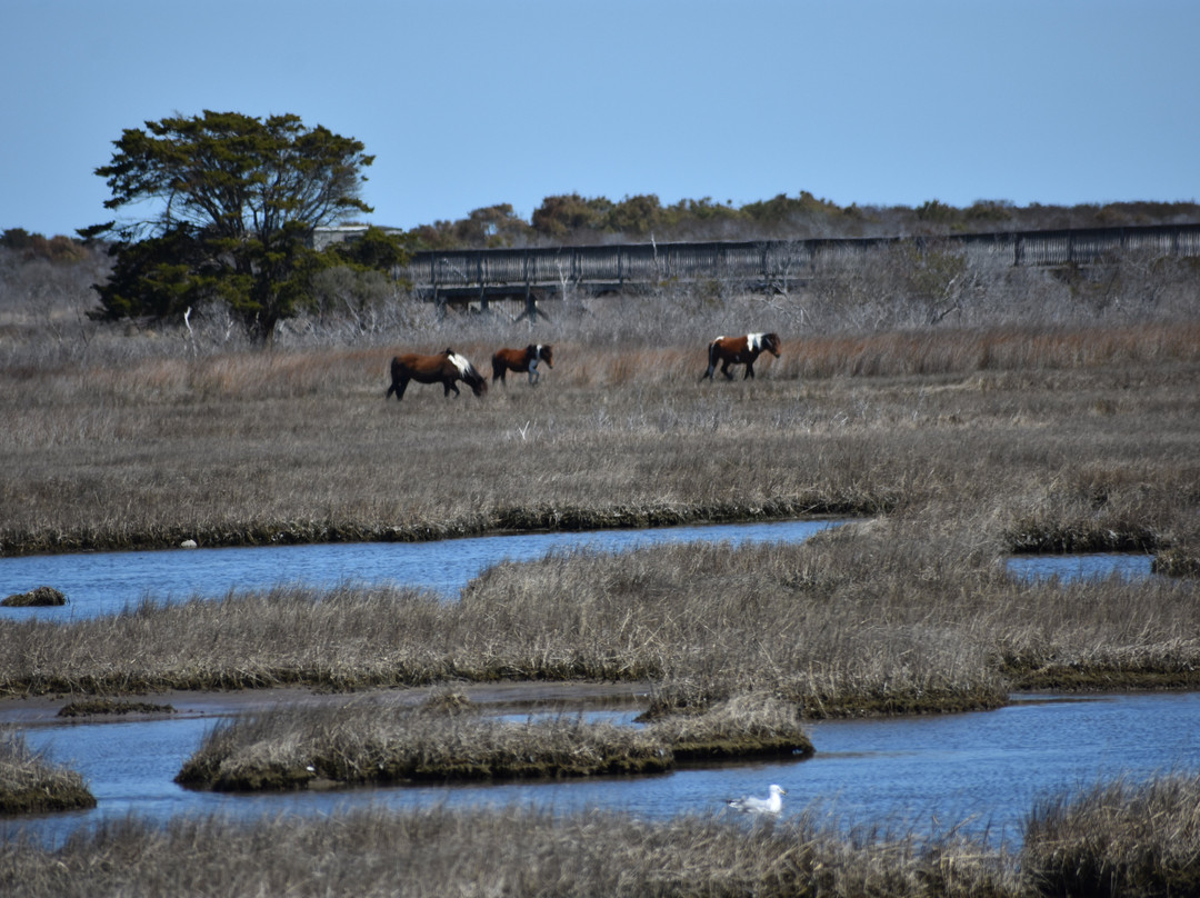 Assateague State Park-Berlin必去景点