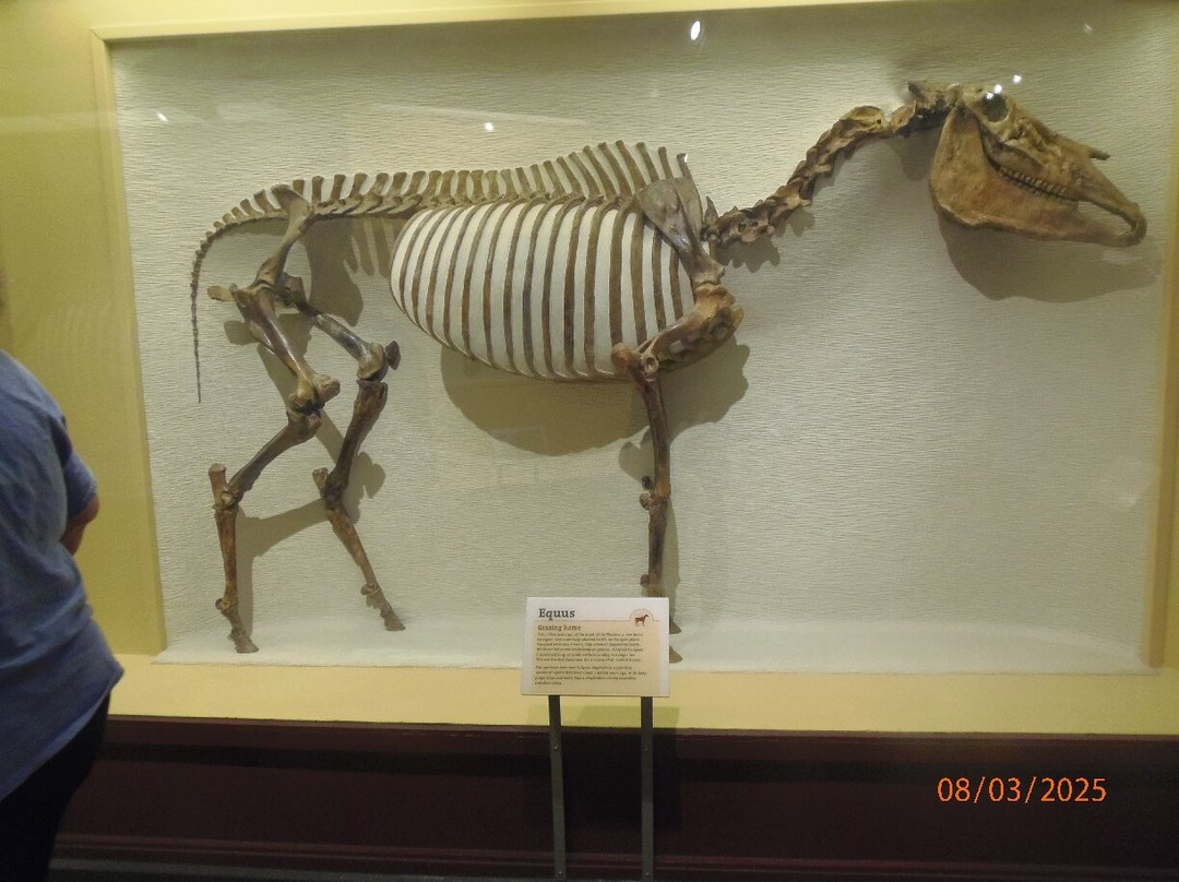 Harvard Museum of Natural History-剑桥必去景点