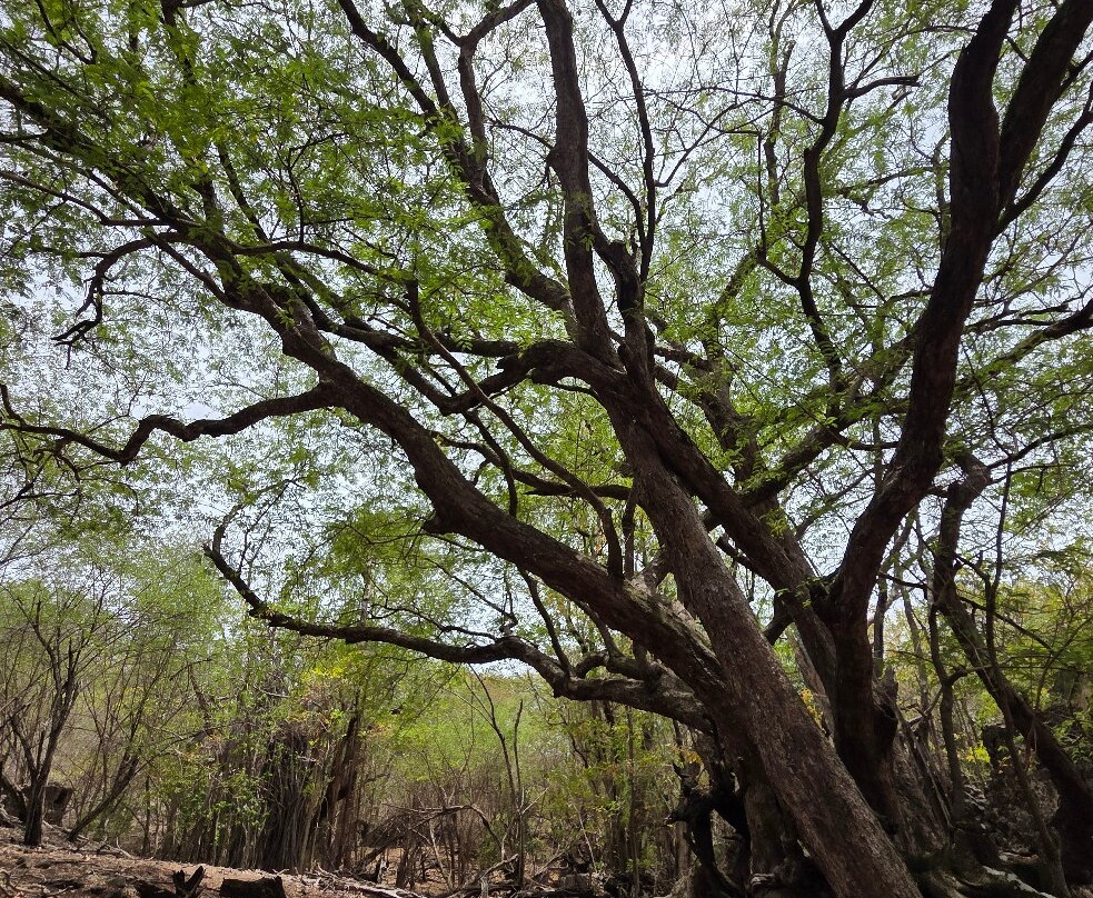 Les Ballades du Delphis-Le Francois必去景点