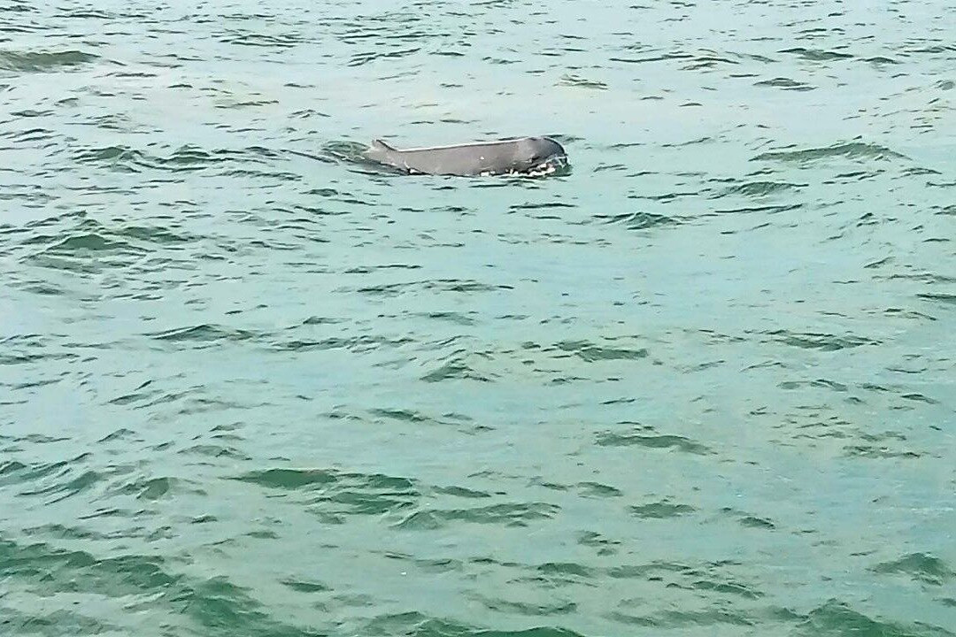 Dolphins Kampot & Coastal Wonders Tour