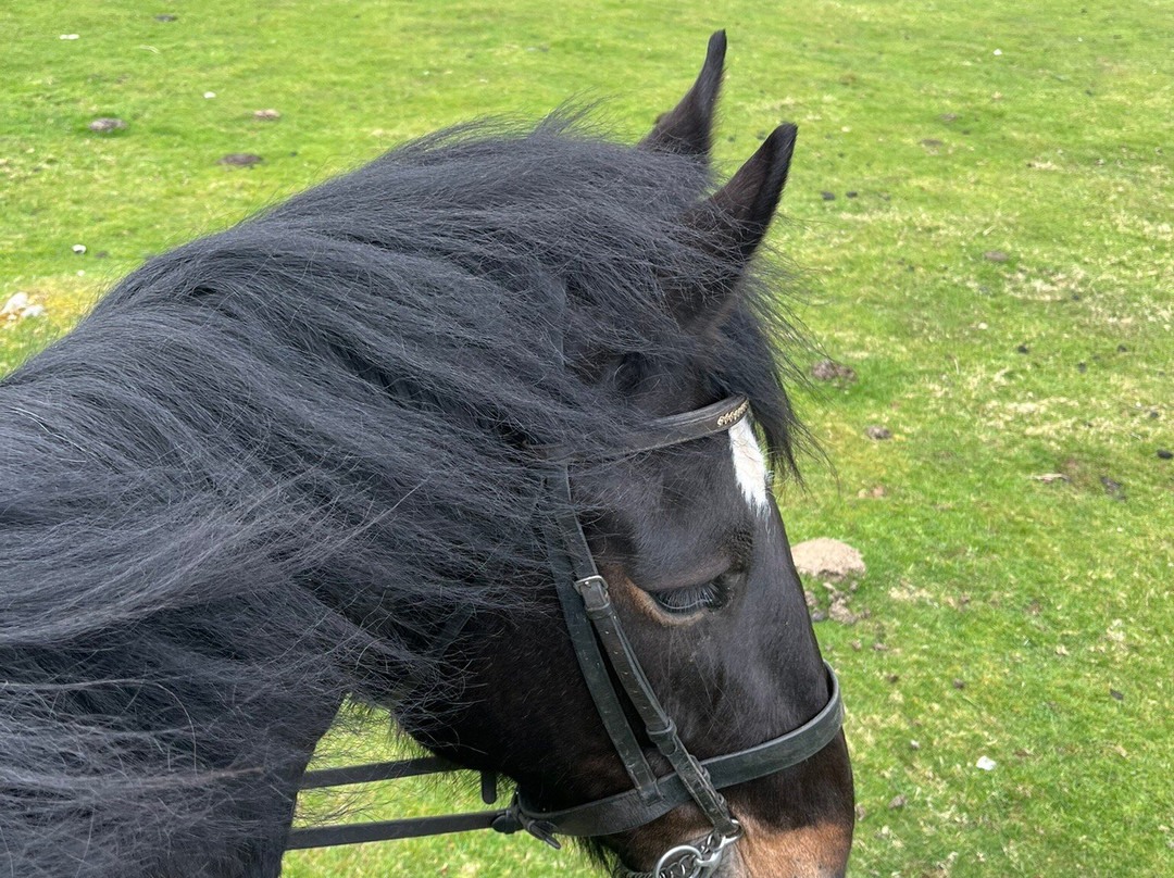 Cumbrian Heavy Horses-Millom必去景点