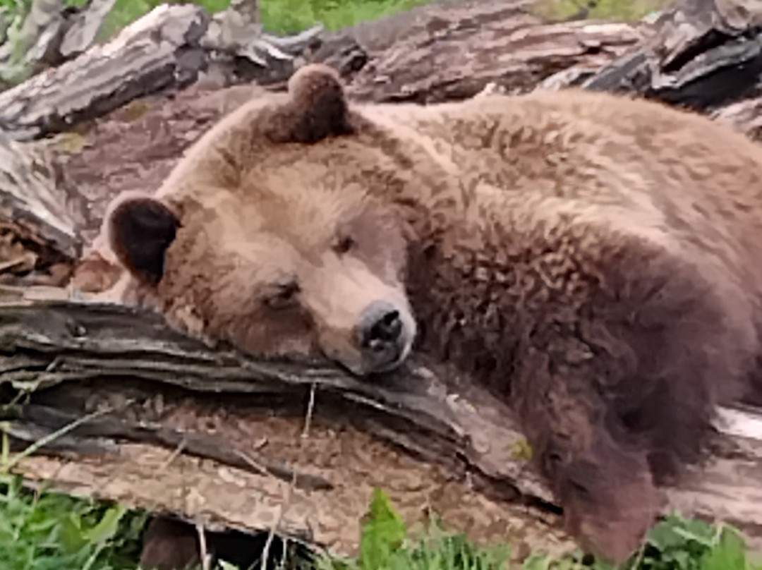 Camperdown Wildlife Centre-敦提必去景点