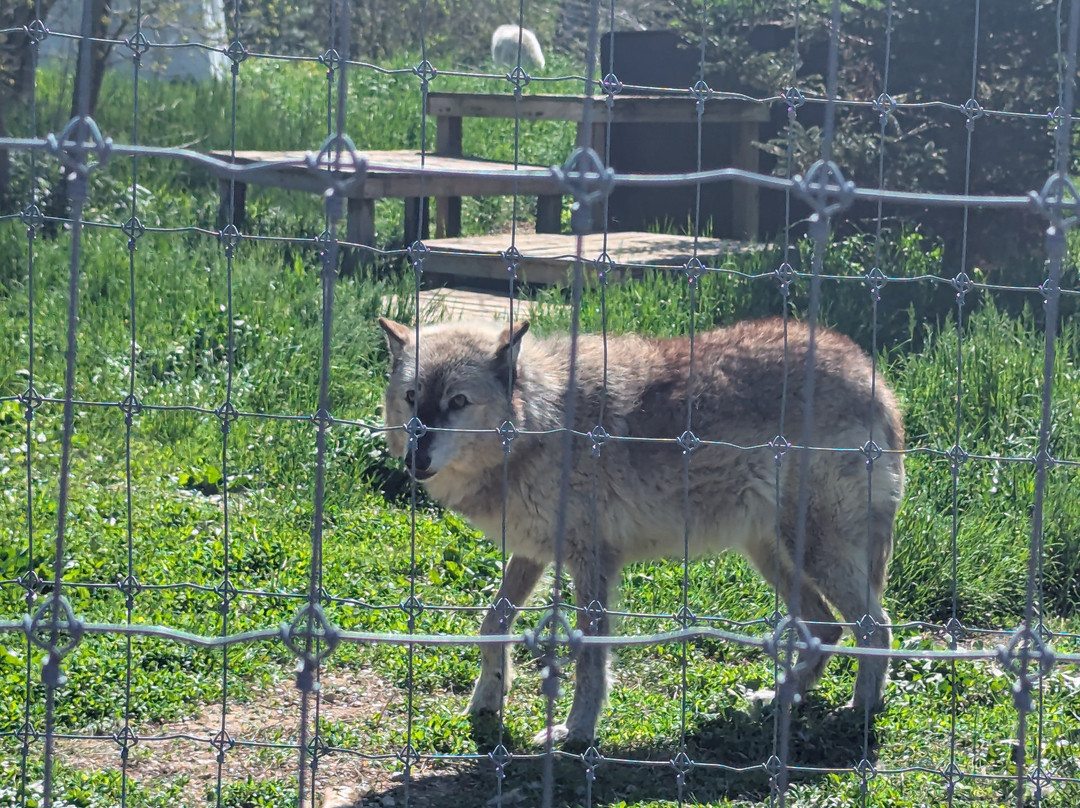 Wolf Sanctuary of PA-利蒂茨必去景点