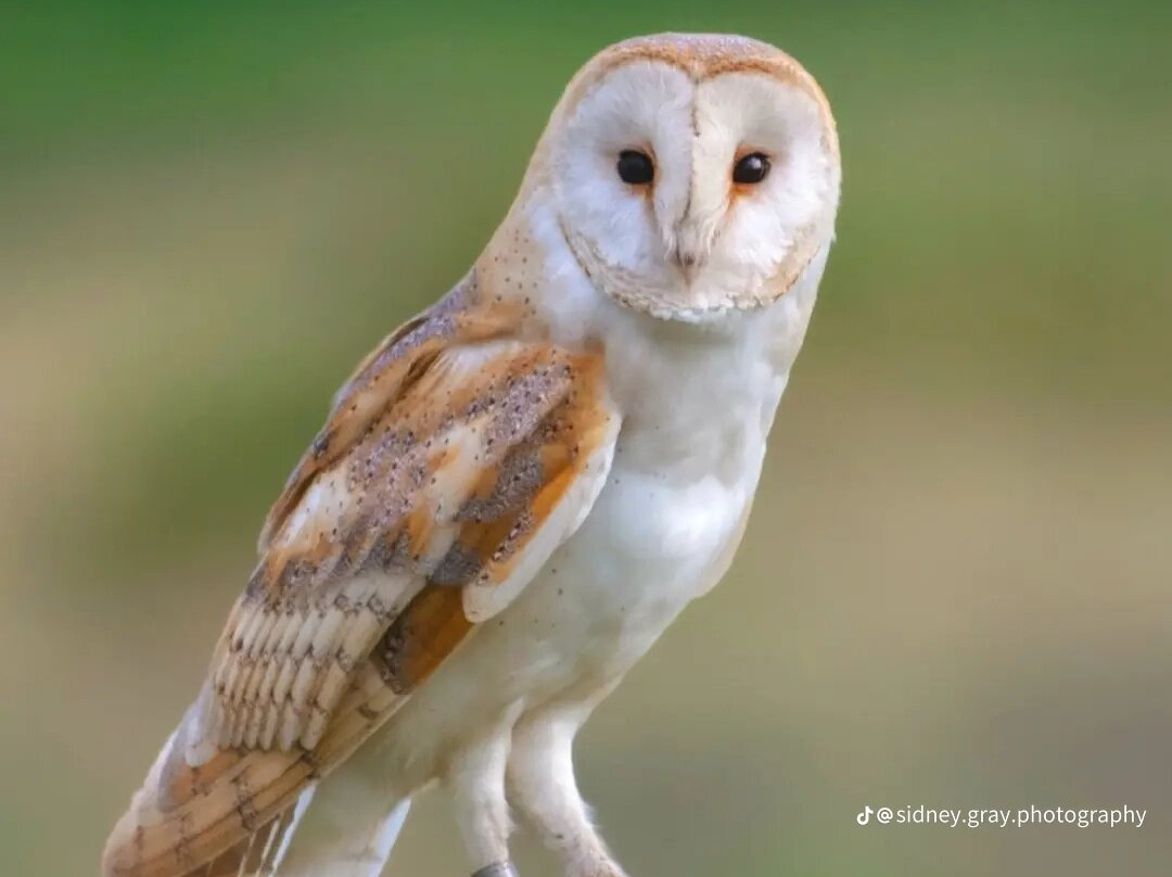Bird of Prey Experiences - Hawkeye Falconry UK-Thoresby必去景点