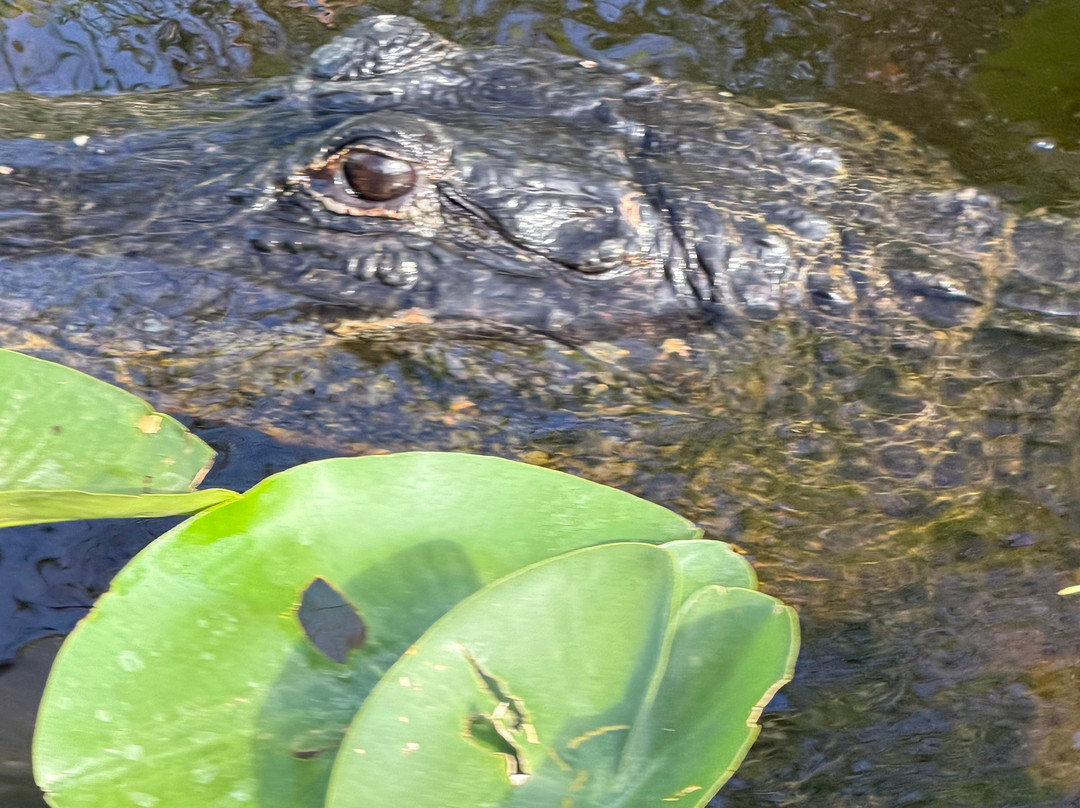 Everglades Swamp Tours-Everglades Wildlife Management Area必去景点