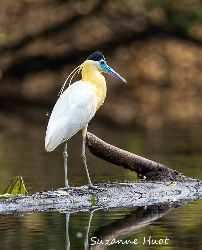 Ecuador Birds Tours-基多必去景点