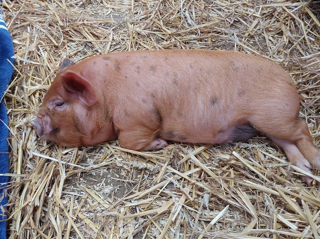 Chew Valley Animal Park-Chew Magna必去景点