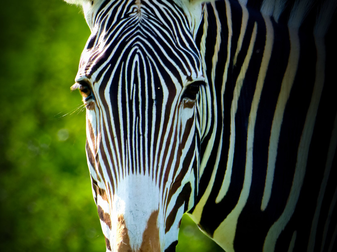 Cherish Africa Safaris-Kikuyu必去景点