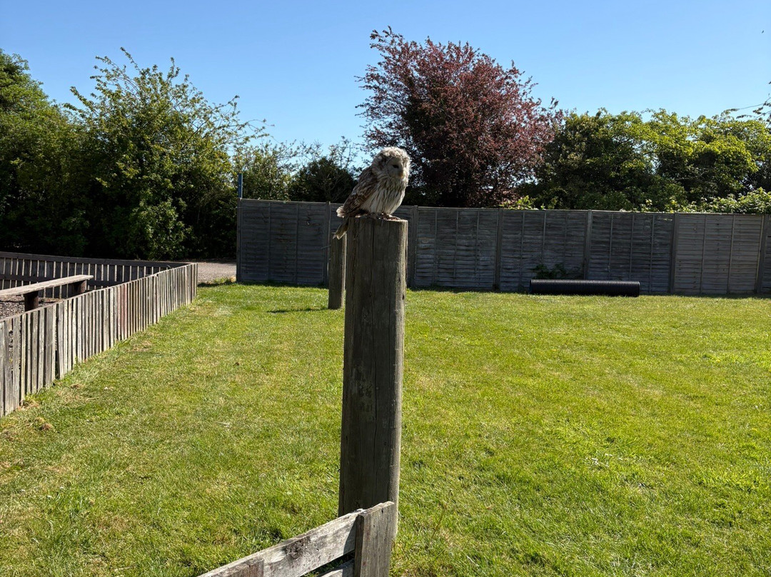 Baytree Owl and Raptor Centre-Spalding必去景点