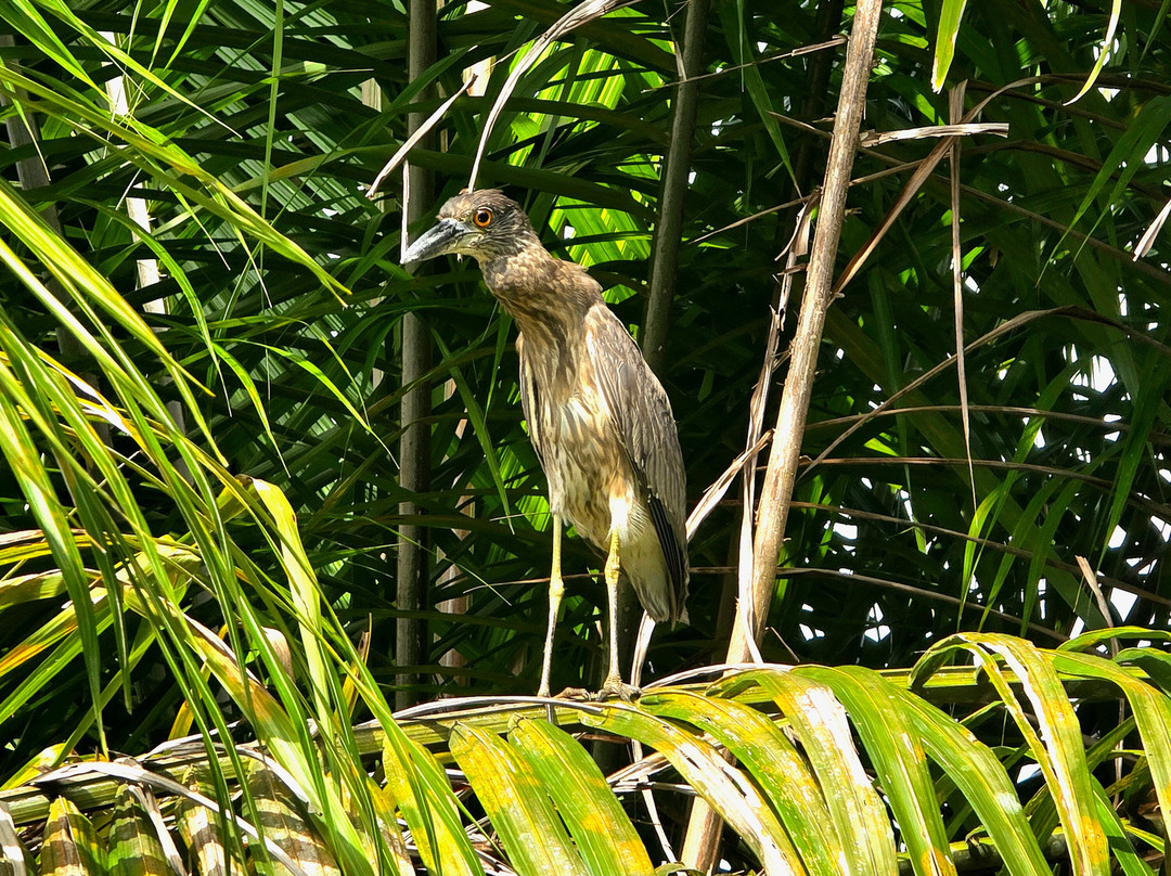Kokopelli Wildlife Tours-Sierpe必去景点